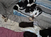 beautifull kiten for sale