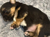 Three Chihuahua boys for sale