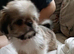 5 pugzu puppies