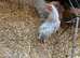 Pekin bantams