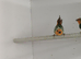Pied sea green parrot finches