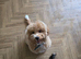 Male cockapoo