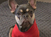 Lilac and Tan Micro Frenchie Female