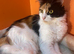 Beautiful 2y old norwegian forest mix breed female cat