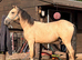Dun gelding