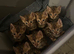 Male Bengal Stud (not for sale)
