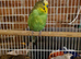 Lovely budgies