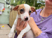 Jack Russel x Chihuahua puppys x5 male