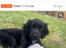 Marley 12 weeks old hade injecson loving quiat puppy