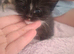 5 kittens