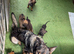 Czech lines German shepherds
