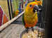 Stunning hand reared steady tame sun conures available need some training