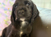 Stunning Show Type Cocker Spaniel Puppies Ready Now