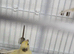 Waterslagger hen