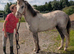 2yr Welsh a filly