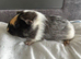 3 female guinea pig babies - if this ad is still up I will still have Guinea pigs available.