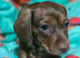 1 last male dachshund puppy ready sunday