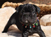 Beautiful frenchie pups