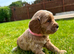 Toy cockapoo puppies