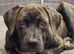 Cane corso puppies