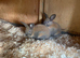 New Zealand &times; Thuringer Rabbits - Monmouthshire