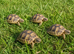 Horsefield Tortoises