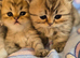 PURE PERSIAN KITTENS