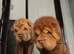 Shar pei boys for sale