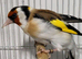 Beautiful Mutation Siberian Goldfinches