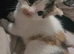 Adorable female kitten for sale due to allergy