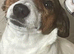 Jack Russell