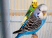Pair of budgie for sale