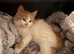 Cute little kitten for sale