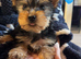 Little boy Yorkie
