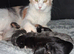 **Beautiful Maine Coon Kittens for Sale**