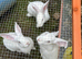 Rabbits