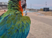HyBrid Macaw