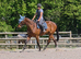 Super allrounder gelding 16.2hh
