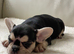 French Bulldog Puppy!