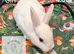 Pedigree Mini Rex bunnies ready for reserve. Ready to leave us on Tuesday 13th October.