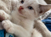 Half main coon kitten