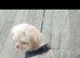 Female shihtzu