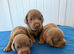Miniature Dachshund Puppies