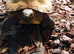 Horsefeld tortoise