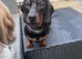Miniature dachshund