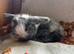 Pure Mini lop