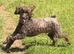 Male Chocolate minature Poodle