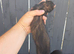 Hob/jill + hutch