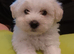 Maltese puppies