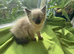 Ragdoll Sweet Kittens + chip, health card, food